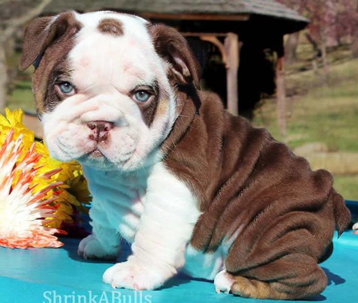 Chocolate English Bulldog Puppy Do You Like My Eyes Cute
