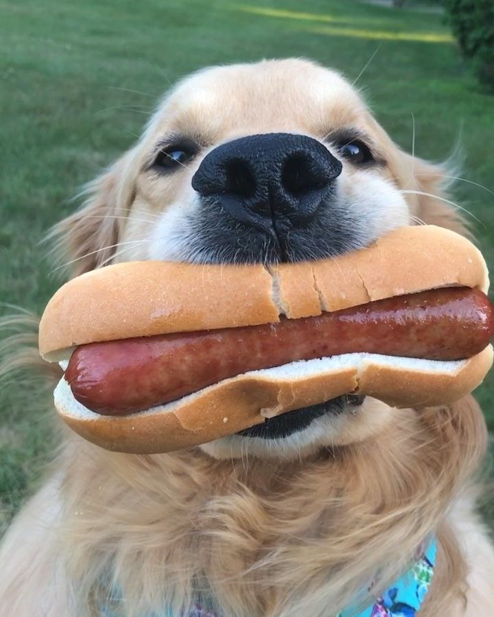 Jax Hot Dog And Dog Funny Humor Laugh Funny Dogs Dogs