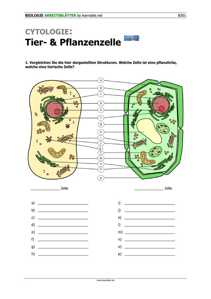 Materialpaket Cytologie Unterrichtsmaterial im Fach