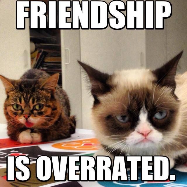 481 best best of grumpy cat images on pinterest grumpy kitty 4f2266be74aebed1e96147e273a7f336 grumpy cat quotes grumpy cat meme 481 best best of grumpy cat images on pinterest grumpy kitty,Funny Clean Grumpy Cat Memes