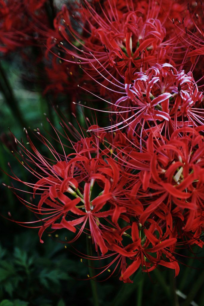 Demon Slayer Wiki Blue Spider Lily - Manga