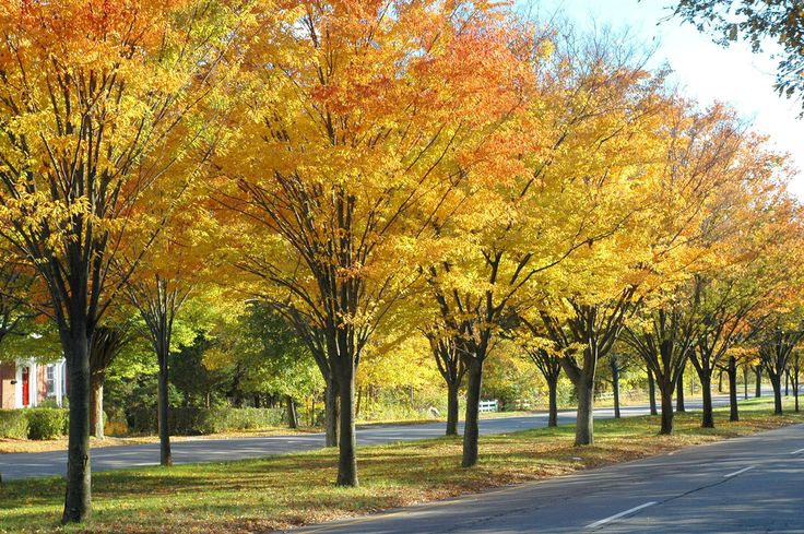 Zelkova tree
