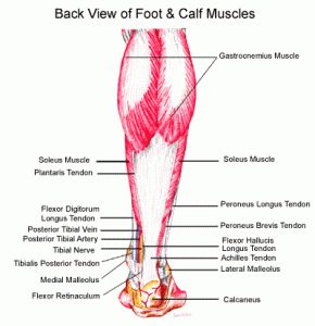 Barefoot Running Shoes Calf Pain Barefoot Running Shoes Calf Pain