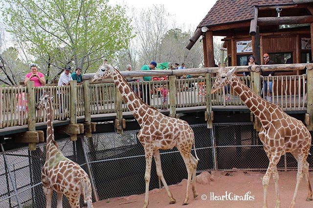 Silent Gratitude Isn T Much Use To Anyone G B Stern Photo Taken At Cheyenne Mountain Zoo 2014 Giraffe Cheyenne Mountain Cheyenne Mountain Zoo Photo