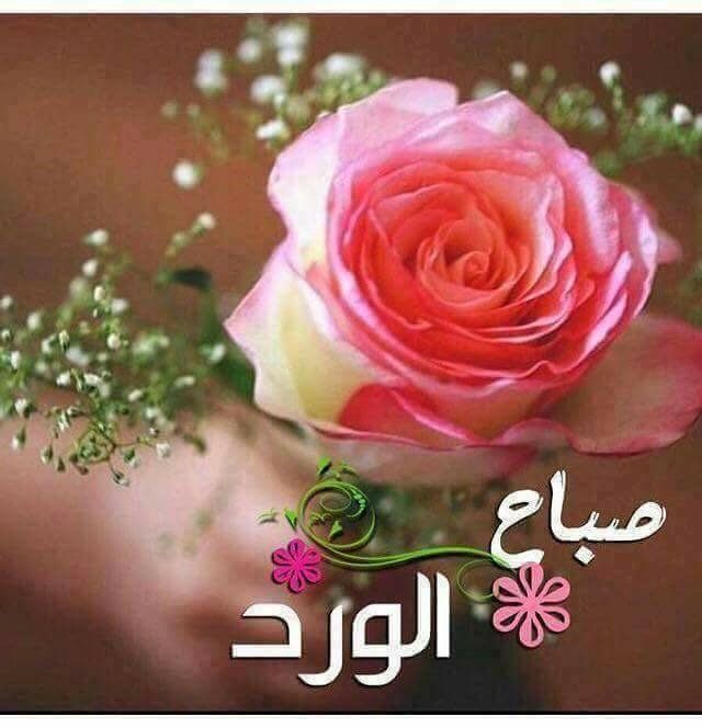 تغريدات الوسائط عن طريق Bahasalamah Bahasalamah8 تويتر Good Morning Images Flowers Good Morning Flowers Beautiful Morning Messages