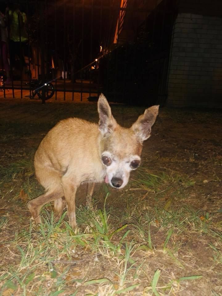 Senior Three Pound Chihuahua Discarded Like Trash At Apartment