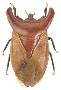 75 best how to kill bugs images on pinterest how to get rid pest bed bugs dryer sheets