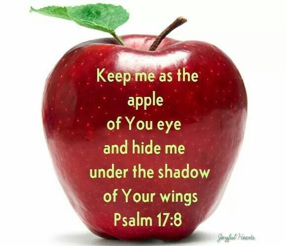 Psalm 17:8 NASB " 8.Keep me as the apple of the eye; 9.Hide me in the shadow of Your wings" | Apple quotes, Apple, Psalm 17