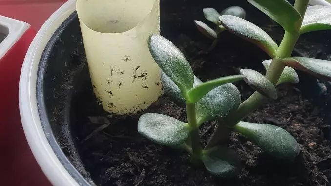 Klebefalle Selber Machen Klebefalle Selber Machen