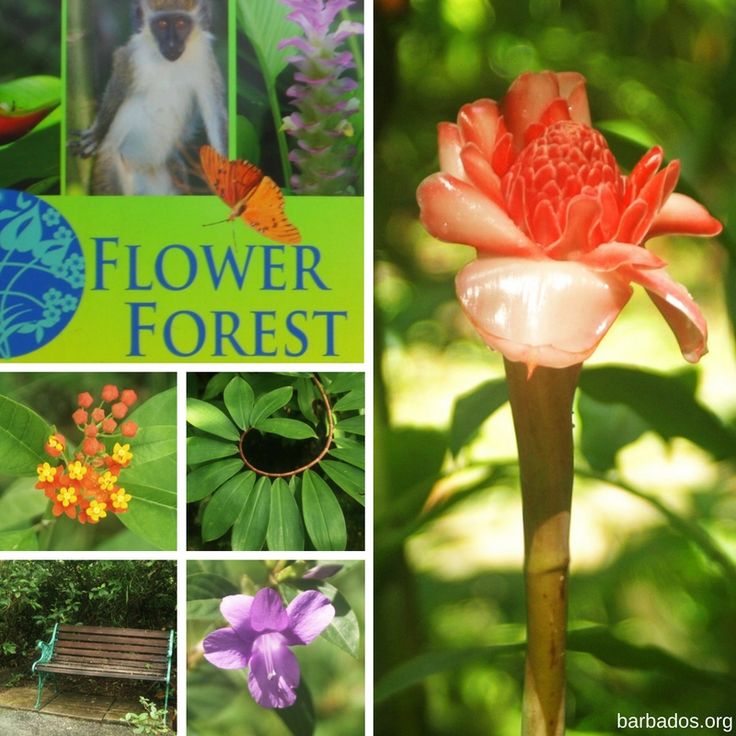 Let's go meandering through Flower Forest Barbados in the company of beautiful butterflies soaking in nature's Barbados Porn Homemade - Let's go meandering through Flower Forest Barbados in the company of beautiful butterflies soaking in nature's