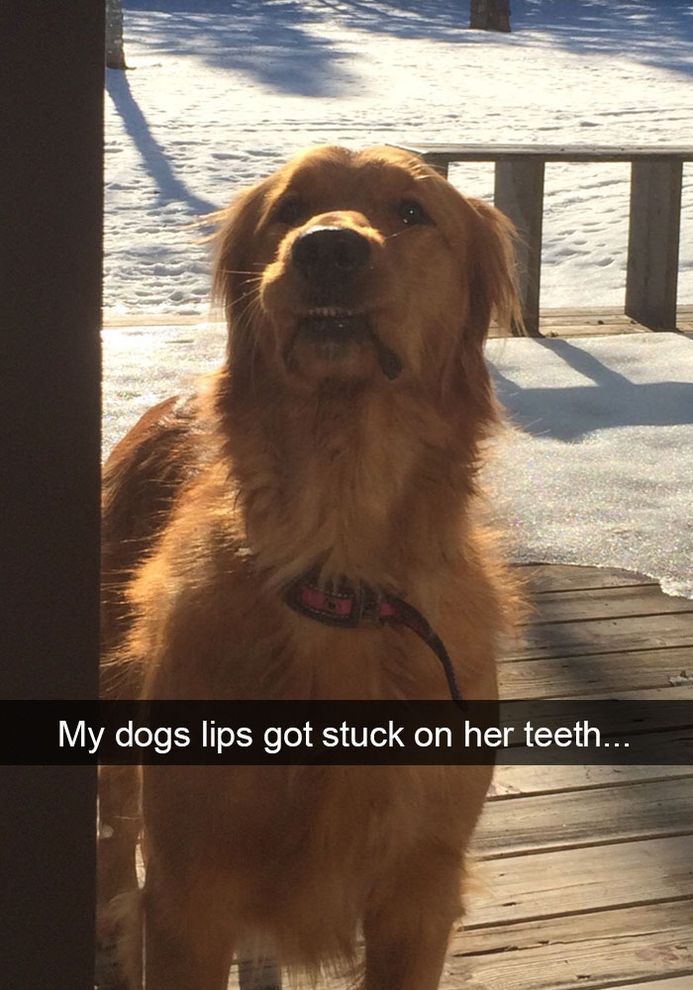 90 Funny Dog Snapchats Pictures Dog Snapchats Cute Animals
