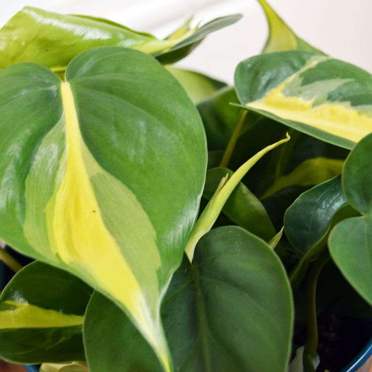 Pothos Brazil Plants