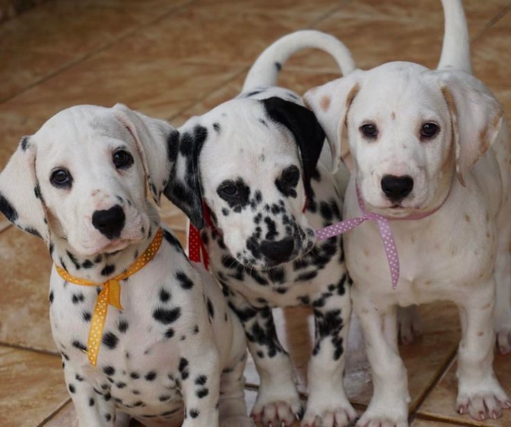 What Is The Mom Dogs Name In Dalmatians What Is The Mom Dogs Name In Dalmatians