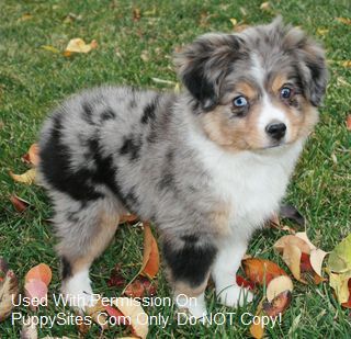 lazy d ranch australian shepherds 23 best miniature australian shepherd dogs u0026 puppies images on lazy d ranch australian shepherds 23 best miniature australian shepherd dogs u0026 puppies images on