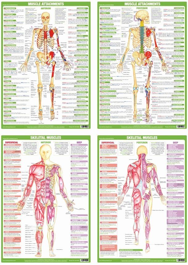 Muscle Anatomy Poster Posterior Muscle Attachment Skeleton Chart Fitness Gym