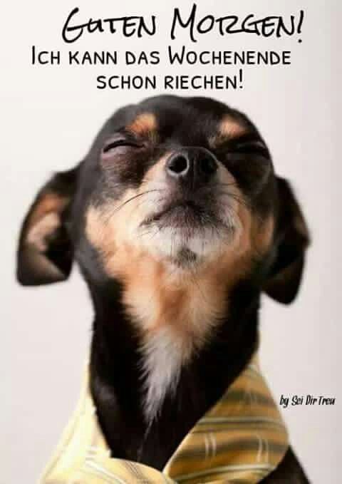 Guten Morgen Hunde Guten Morgen Hunde