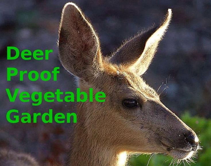 Garden Ideas To Keep Animals Out 102 best deer resistant gardening images on pinterest | flower Garden Ideas To Keep Animals Out 102 best deer resistant gardening images on pinterest | flower