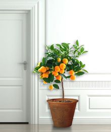 Clementine Tree Citrus Trees Pinterest Fast Clementine Tree Citrus Trees Pinterest Fast Growing And Fruit