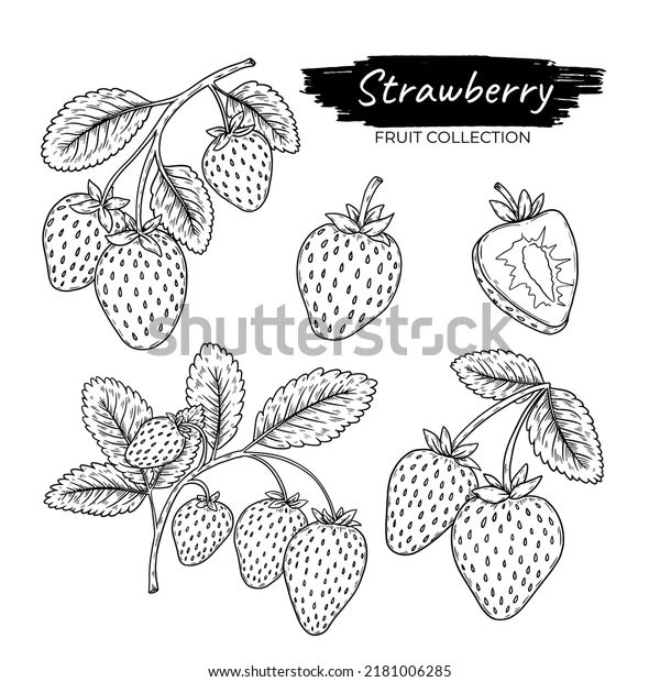 Hand Drawn Strawberry Fruit Collection Stock Vector Royalty Free 2181006285 Shutterstock