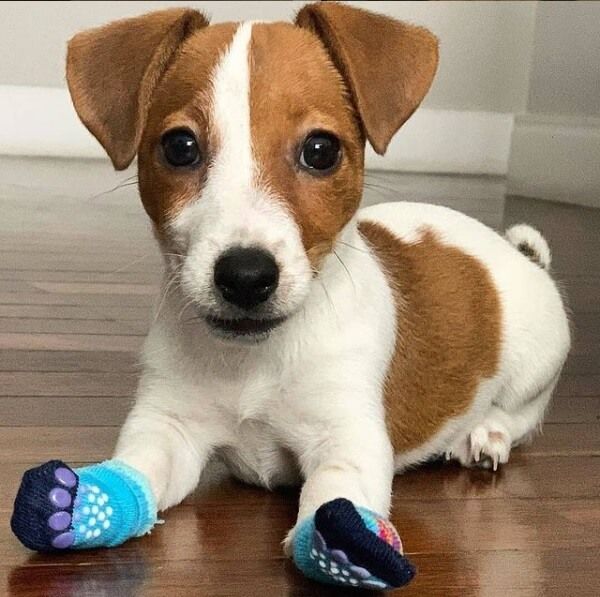 16 Pictures That Prove Jack Russells Are Perfect Weirdos