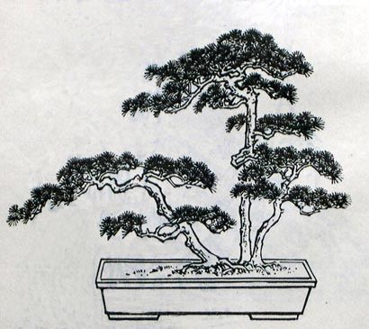 32 best japanese bonsai tree tattoo outlines images on pinterest 32 best japanese bonsai tree tattoo outlines images on pinterest