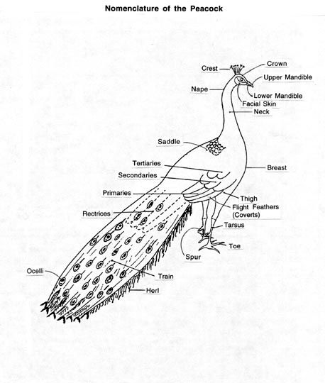 Nomenclature of the Peacock | Peafowl, Peacock, Pet birds