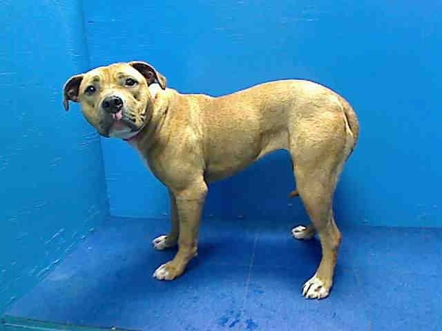 Https Www Facebook Com Diamond Dogs Rescue Https Www Facebook Com Diamond Dogs Rescue