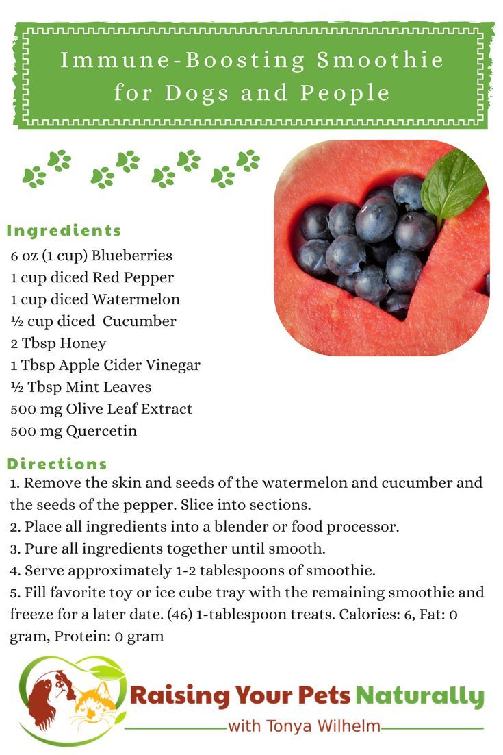 Foods To Boost White Blood Cells In Dogs Foods To Boost White Blood Cells In Dogs