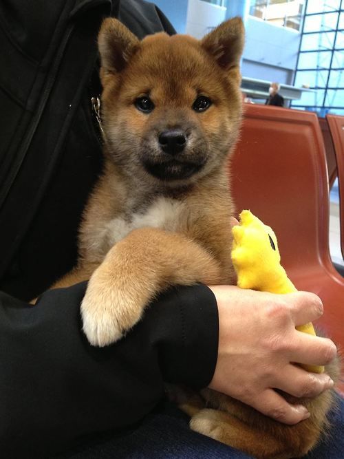 1824 best Shiba inu images on Pinterest | Shiba inu, Doge 1824 best Shiba inu images on Pinterest | Shiba inu, Doge