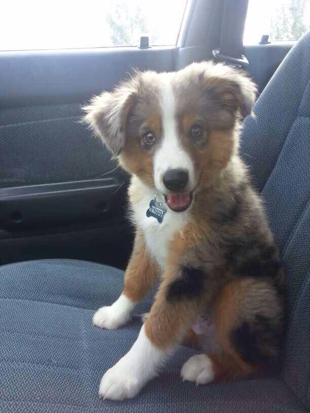 australian shepherd rescue california best 20 australian shepherd breeders ideas on pinterest mini australian shepherd rescue california best 20 australian shepherd breeders ideas on pinterest mini