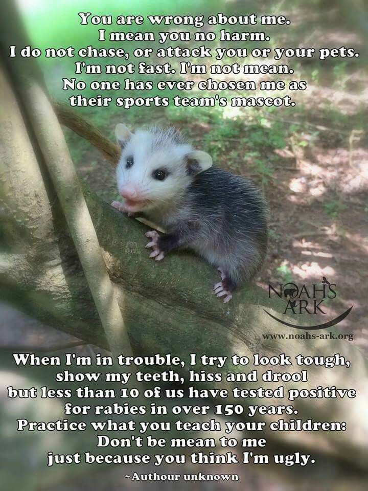 75 best possums images on pinterest opossum animal babies and plural form of opossum