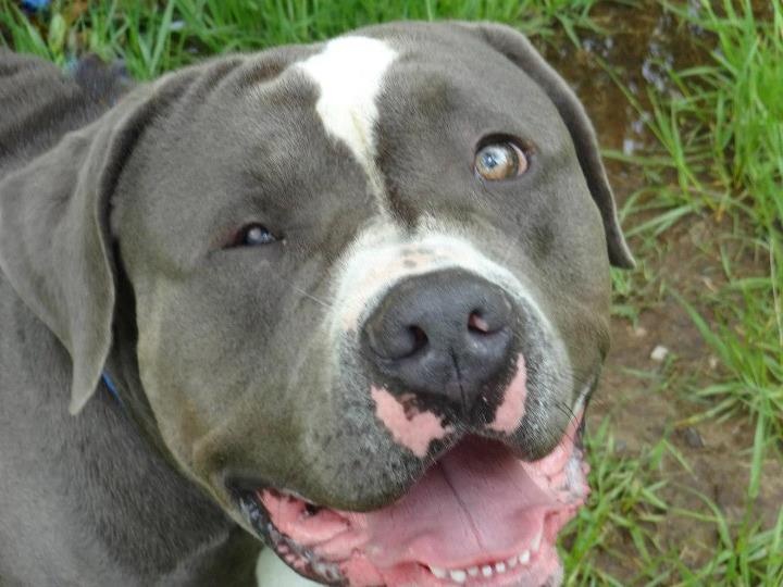 No Kill Animal Shelter In Staten Island No Kill Animal Shelter In Staten Island