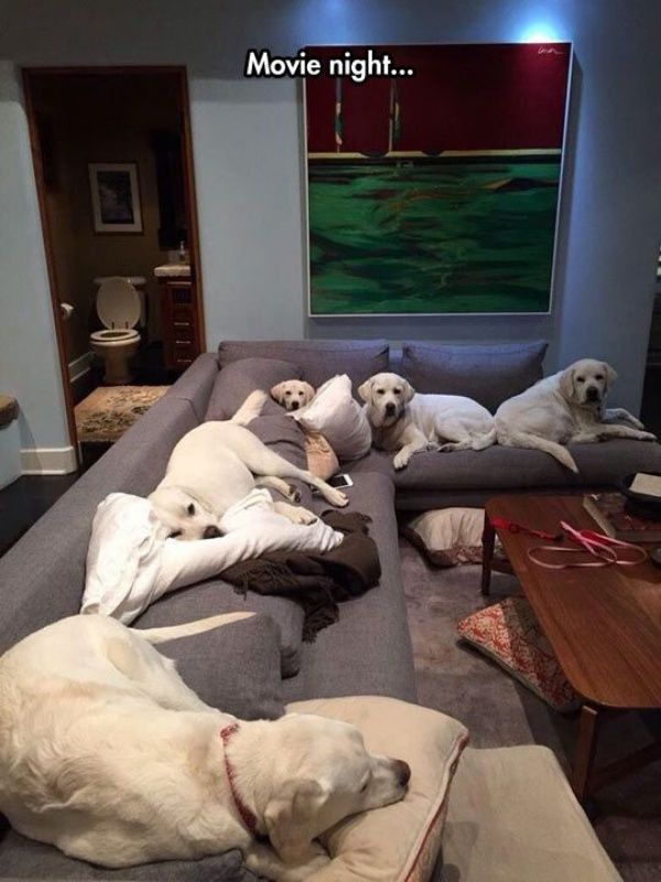 40 Funny Pictures Of House Full Of Pets Funny Dogs Funny