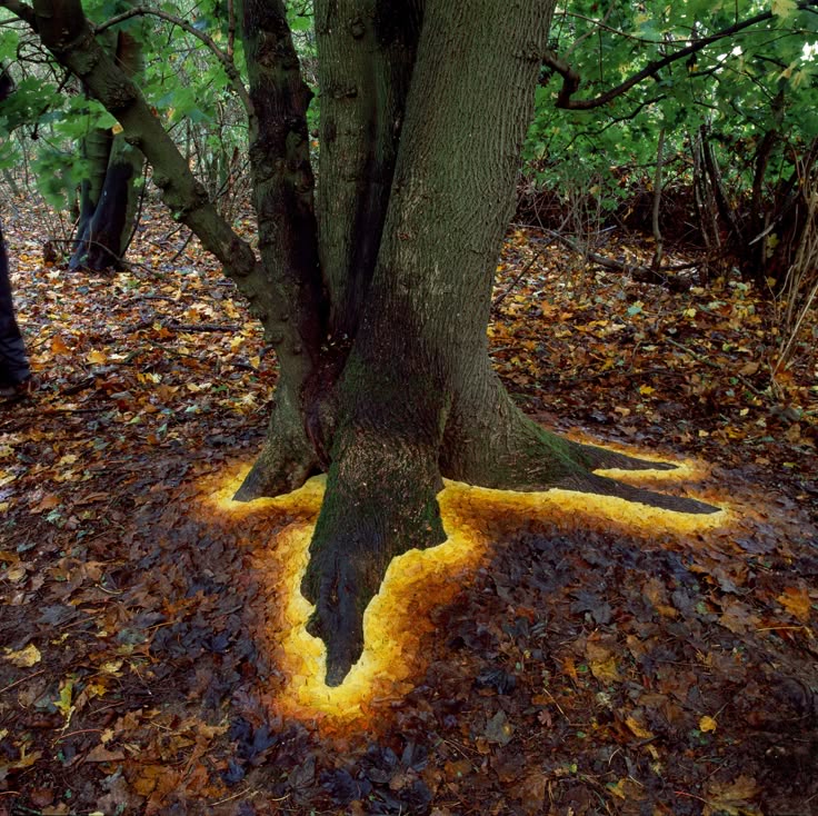 Andy Goldsworthy Careful Placement Of Leaves Around Its Roots This 2013 Installation Was For Andy Goldsworthy Careful Placement Of Leaves Around Its Roots This 2013 Installation Was For