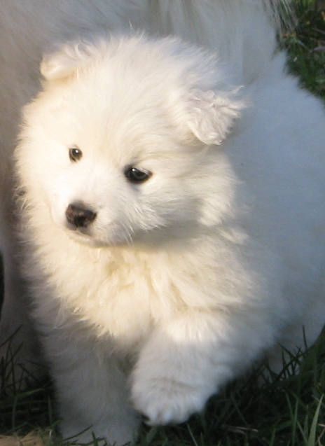 american eskimo dog or puppy for sale in mn best 25 samoyed puppies for sale ideas on pinterest samoyed american eskimo dog or puppy for sale in mn best 25 samoyed puppies for sale ideas on pinterest samoyed