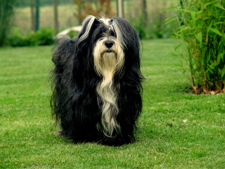 havanese puppies bc 1097 best havanese photos images on friends havanese puppies and doggies havanese puppies bc 1097 best havanese photos images on friends havanese puppies and doggies