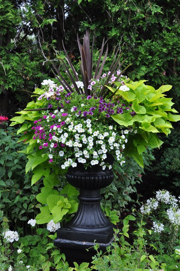 Potted Garden Flowers 200 best container flowers images on pinterest | container flowers Potted Garden Flowers 200 best container flowers images on pinterest | container flowers