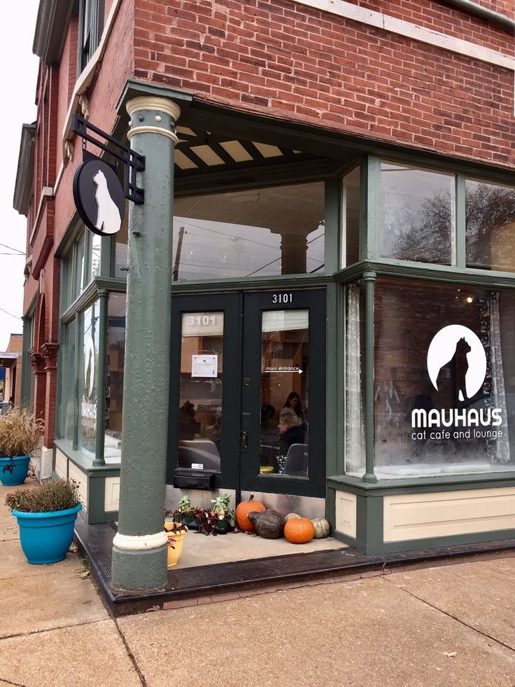 Mauhaus Cat Cafe Mapplewood Mo Mauhaus Cat Cafe Mapplewood Mo
