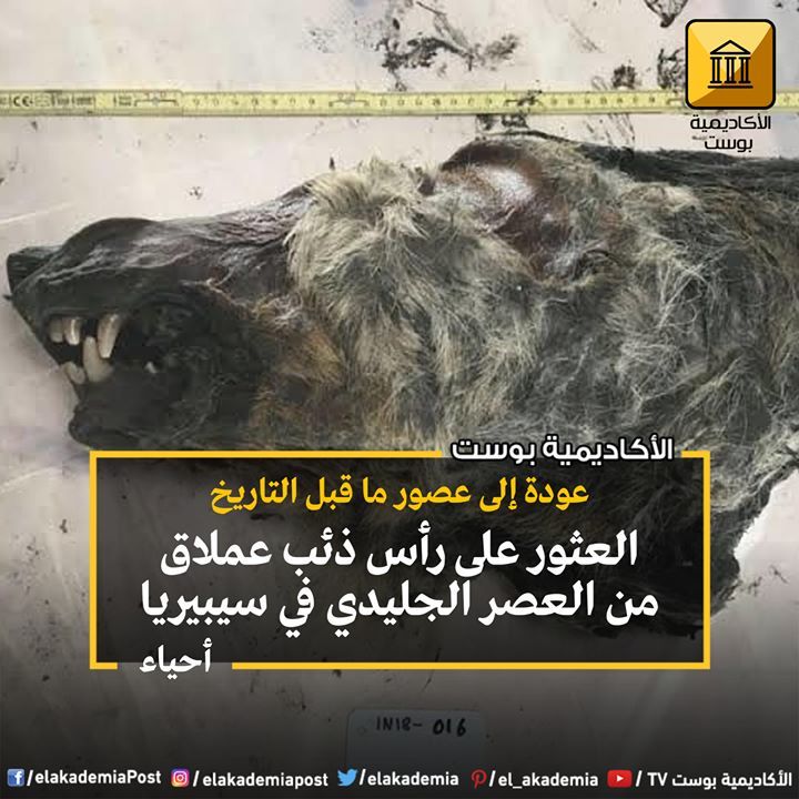 العثور على رأس ذئب عملاق من العصر الجليدي في سيبريا محفوظة بشكل لا يصدق في الجليد قام العلماء باكتشاف رأس ذئب عملاق يعود إلى Book Cover Books Movie Posters