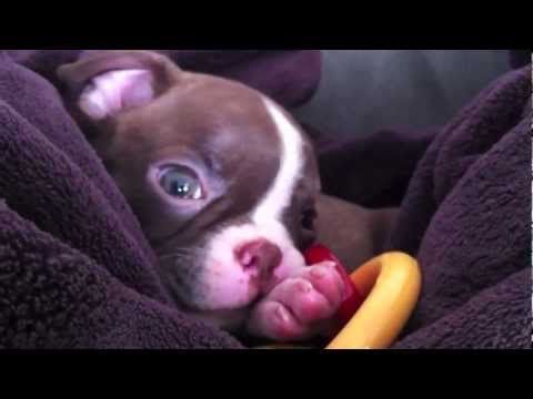 Maggie The Dog Comforts Puppies Maggie The Dog Comforts Puppies