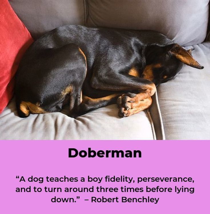 Doberman Pinscher Dobermanlovers Dobermanoftheday Doberman