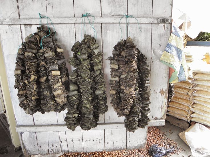 Ecuador herbal medicine