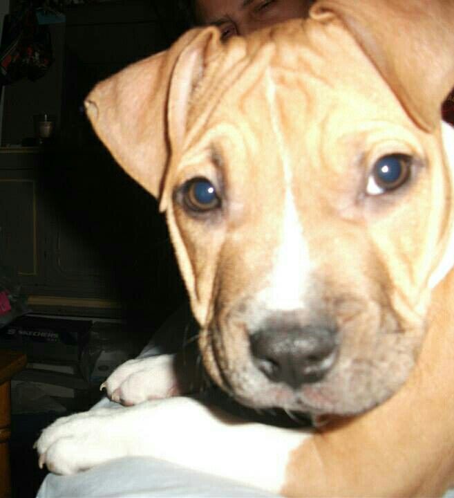 Pin by Elaine G on Pit Bulls...Introducing, The Intellectual Pit.... Puppy Joe | Pinterest | Puppies, Pitbulls and Funny pictures