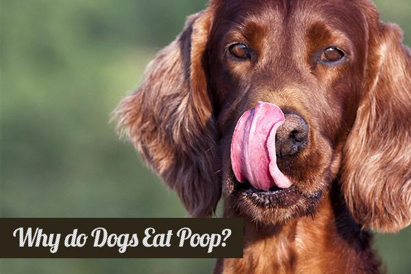 Why Is My Dog Eating His Own Feces Why Is My Dog Eating His Own Feces