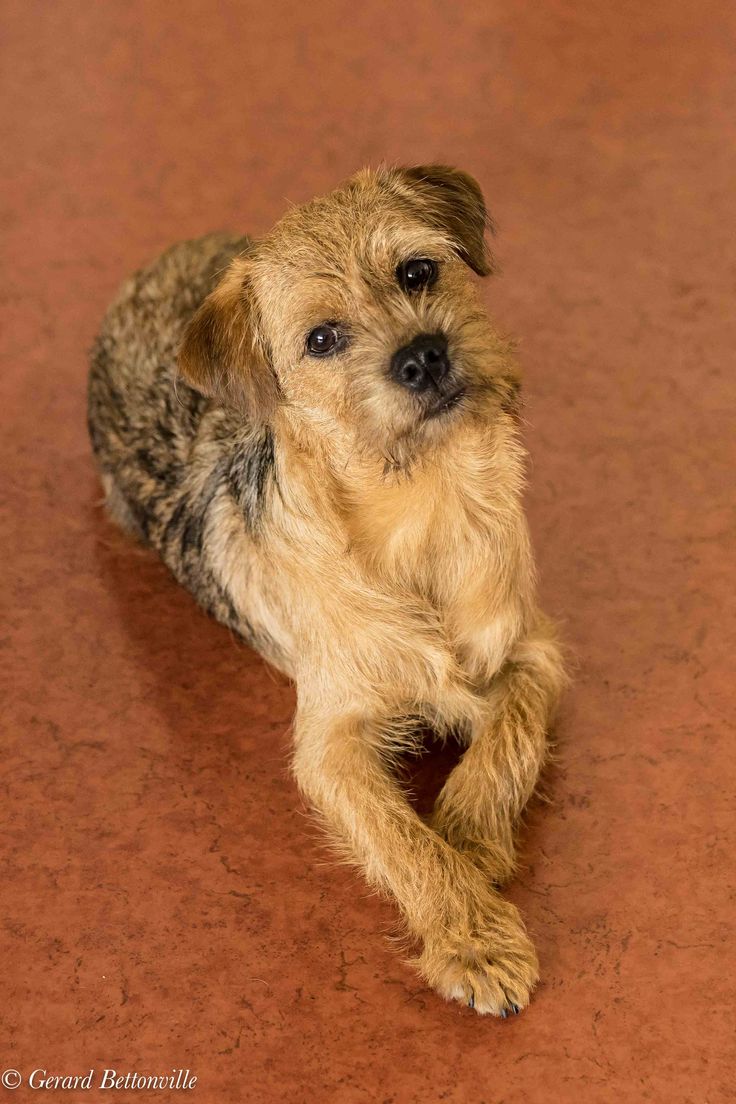 Pin By Cindy On Border Terrier Border Terrier Best Dog Breeds