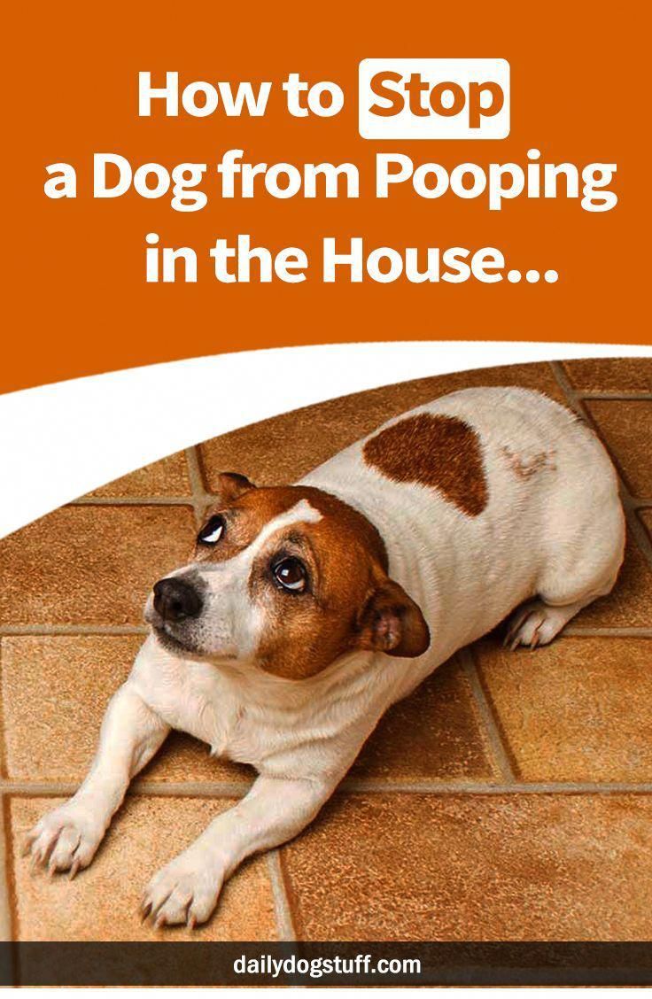 How To Stop A Dog From Pooping In The House Training Your Dog