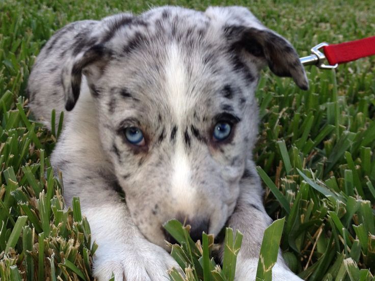 Trained Hanging Tree Dogs For Sale Trained Hanging Tree Dogs For Sale