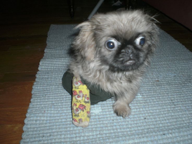Adorable Miss Ouisie With A Fractured Leg adorable-miss-ouisie-with-a-fractured-leg