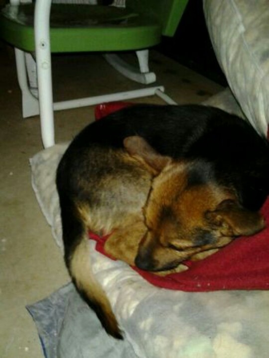 177 best *LOST \ FOUND PETS IN SC* images on Pinterest Bridge - craigslist greenville 177 best *LOST \ FOUND PETS IN SC* images on Pinterest Bridge - craigslist greenville