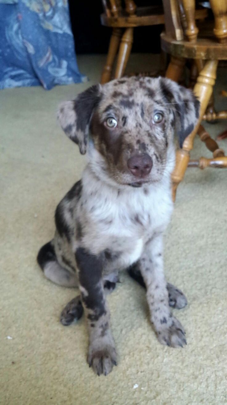 australian shepherd mixed with pitbull best 25 australian shepherd lab mix ideas only on pinterest australian shepherd mixed with pitbull best 25 australian shepherd lab mix ideas only on pinterest